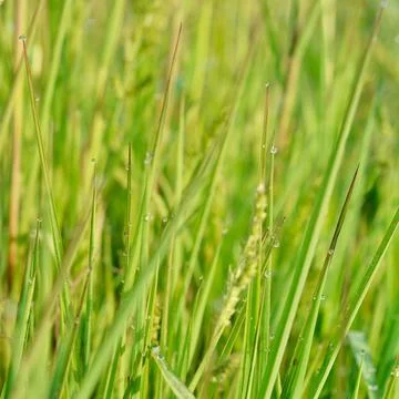 Grass with dew drops Stock Photos