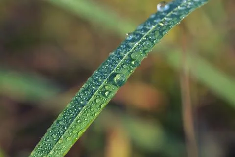 Grass with dew drops Stock Photos