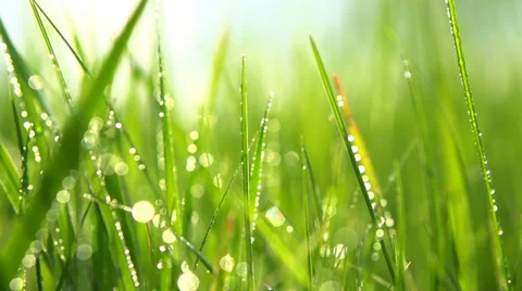 Grass with dew drops. Slow motion 240 fps. HD video footage 1080p Stock Footage 38937325