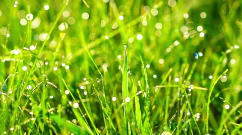 Grass with Dew Drops at sunrise. Stock Footage 64535884
