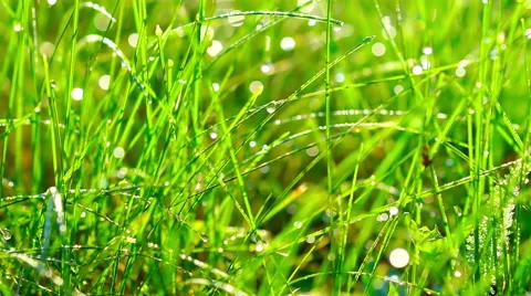 Grass with Dew Drops at Sunrise. Stock Footage 68860739