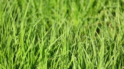Grass with dew Stock Footage 42592379
