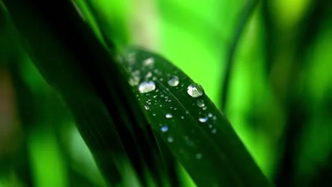 Grass Dew Stock Footage 161401759