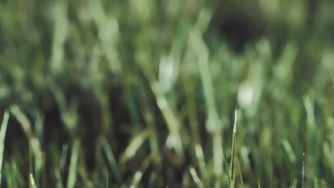 Grass with dew in a garden during the early morning hours Stock Footage 339498885