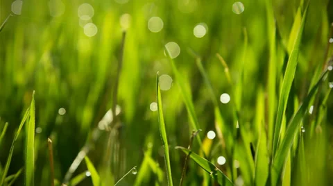 Grass With Dew Macro Bokeh Background Stock Footage 37401966