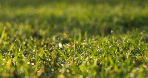 Grass With Dew Macro Bokeh Background Stock Footage 98490667