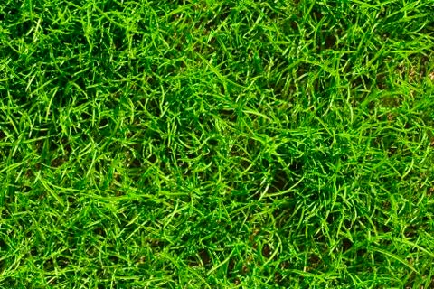 Grass with dew Stock Photos