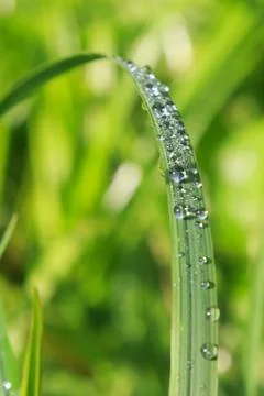 Grass with dew Stock Photos