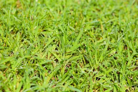 Grass with dew. Stock Photos