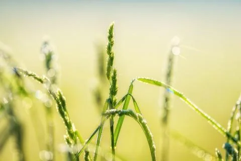 Grass with dew Stock Photos