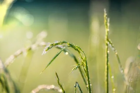 Grass with dew Stock Photos