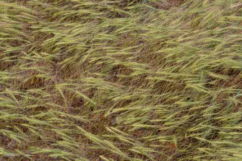Grass with Dew Stock Photos