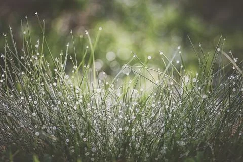 Grass in dew Stock Photos