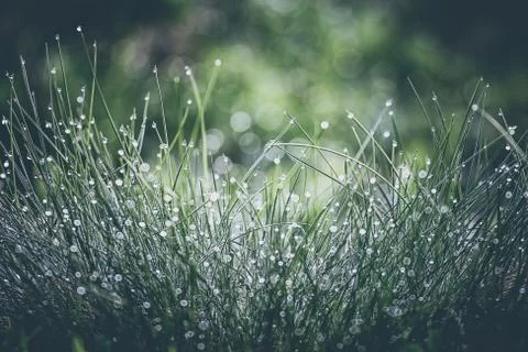 Grass in dew Stock Photos
