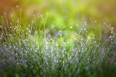 Grass in dew Stock Photos
