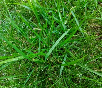 Grass with dew Stock Photos
