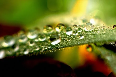 Grass in the dew Stock Photos