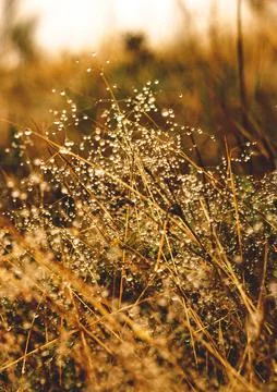 Grass with dew Stock Photos