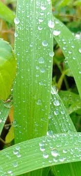 Grass dew Stock Photos