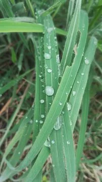Grass with dew Stock Photos