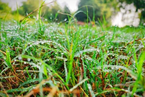 Grass with dew pic Stock Photos