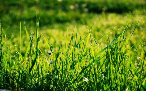 Grass with dew in sunlight rays Stock Photos