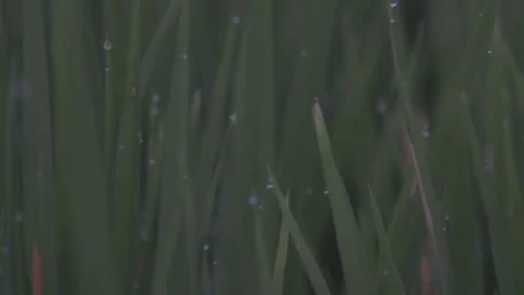 Grass with dew on sunrise 库存影片 76703125