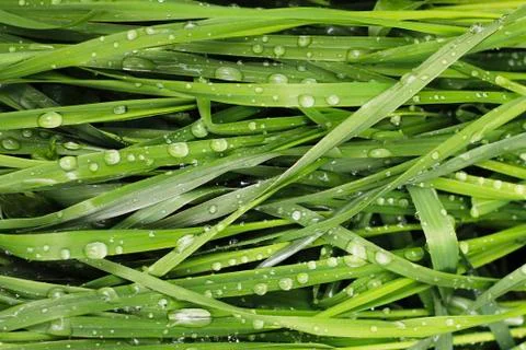 Grass with dew texture 写真素材