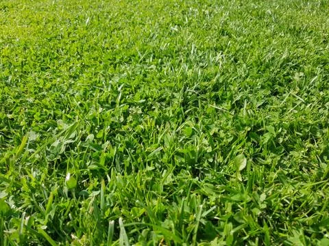 Grass diagonal view Stock Photos