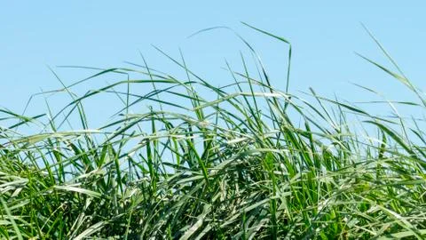Grass on the dike on the Elbe Stock Photos