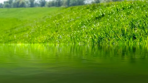 Grass on the dike on the Elbe Stock Photos