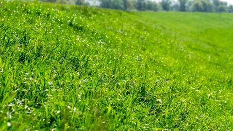 Grass on the dike on the Elbe Stock Photos