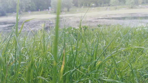 Grass, disambiguation Stock Footage 132359464