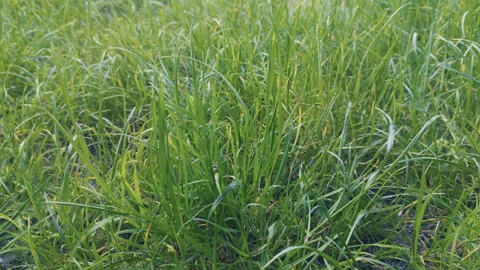 Grass, disambiguation Stock Footage 132359466