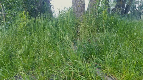 Grass, disambiguation Stock Footage 132359477