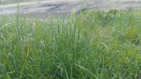 Grass, disambiguation Stock Footage 132359492