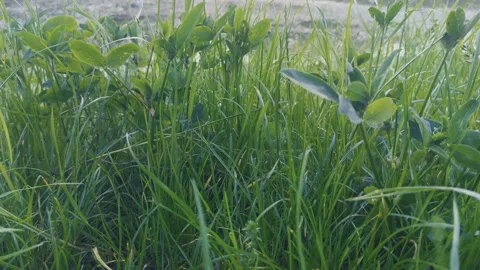 Grass, disambiguation Stock Footage 132359516
