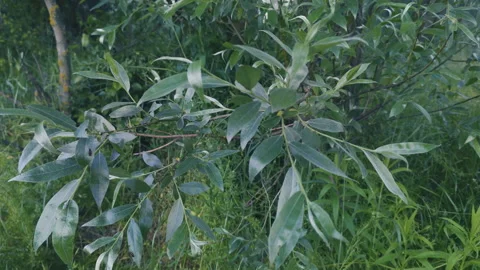 Grass, disambiguation Stock Footage 132359583