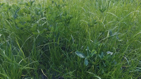 Grass, disambiguation Stock Footage 132359598