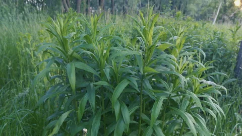 Grass, disambiguation Stock Footage 132359599