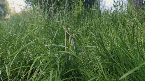 Grass, disambiguation Stock Footage 132359683