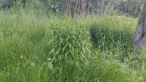 Grass, disambiguation Stock Footage 132359698