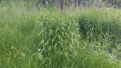 Grass, disambiguation Stock Footage 132359735