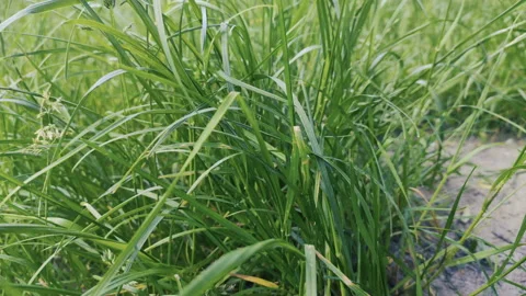 Grass, disambiguation Stock Footage 132359750