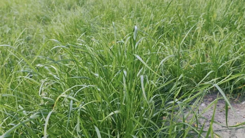Grass, disambiguation Stock Footage 132360026