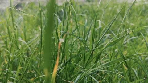 Grass, disambiguation Stock Footage 132360189
