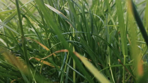 Grass, disambiguation Stock Footage 132360227