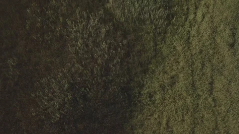 Grass Dive Stock Footage 121991069