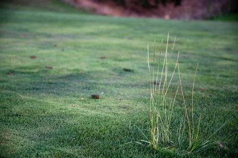 Grass divots on golf course gopher damage Stock Photos