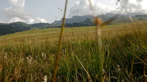 Grass in Dolomites Stock Footage 167055257